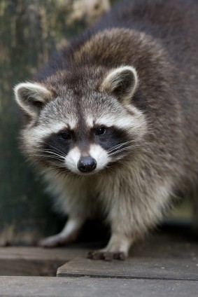 Keep raccoons out of your chimney with a flue cap